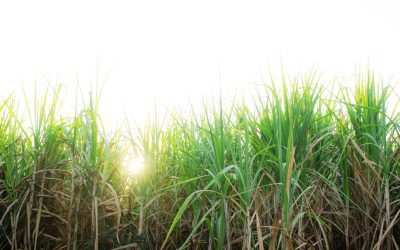 Visit Museo de la Zafra: Sugar Cane Production