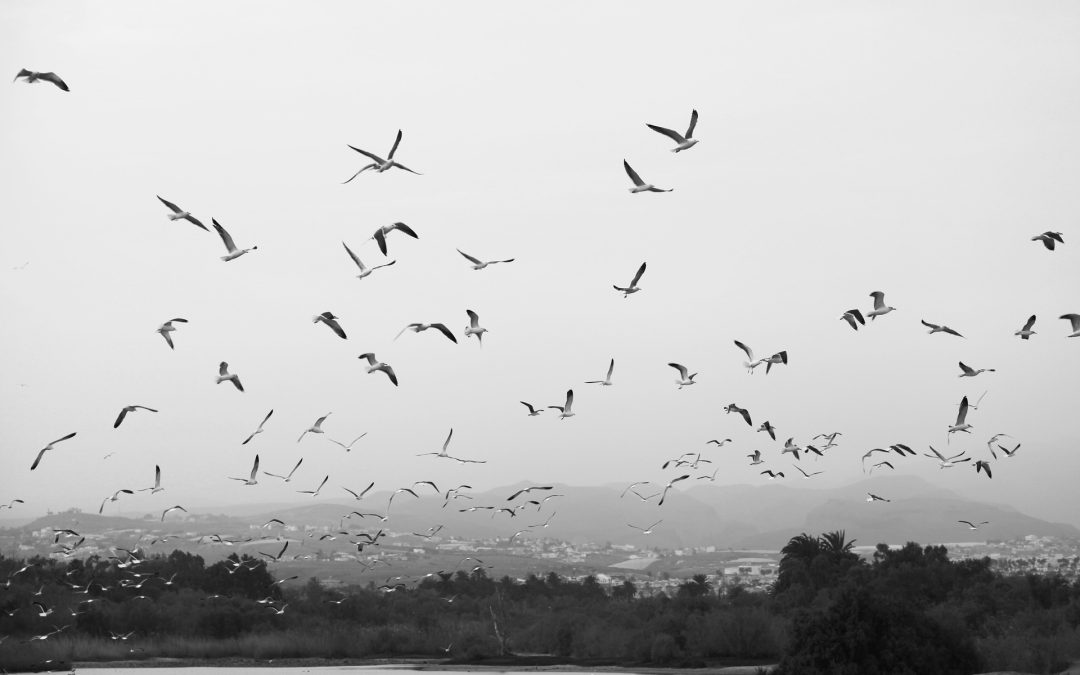 Bird Watching Gran Canaria, Spain